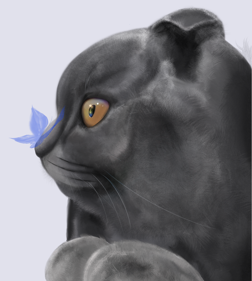 英短蓝猫|插画|创作习作|z98275909_原创作品-站酷zcool