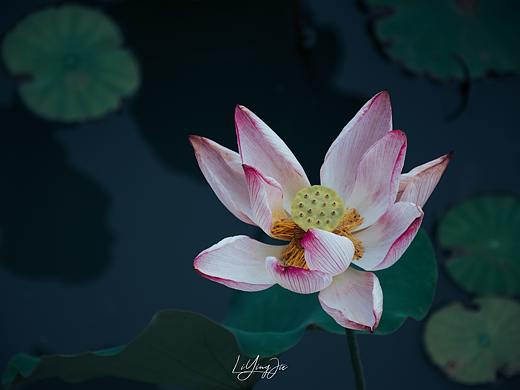 水出芙蓉