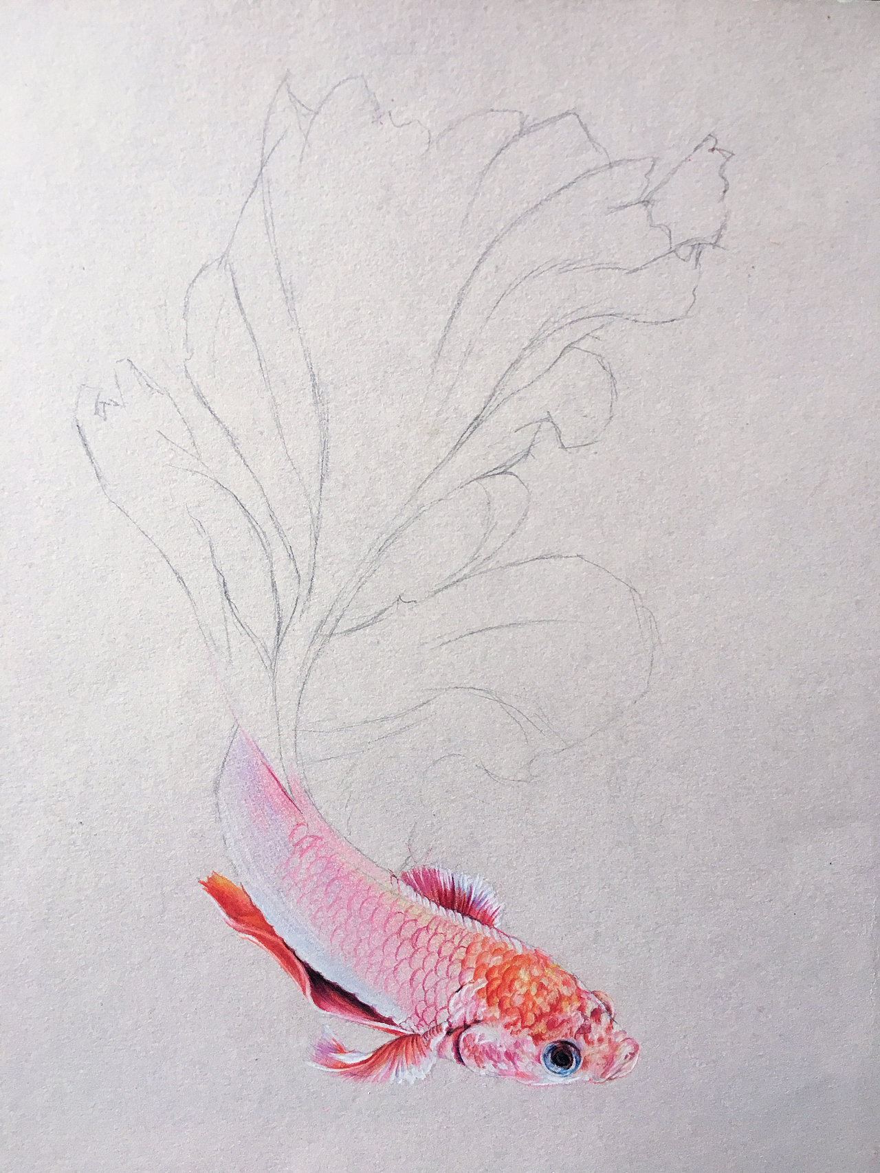 彩铅画作品《马尾辫》|安德老师《孔雀鱼》|安德老师彩铅手绘作品