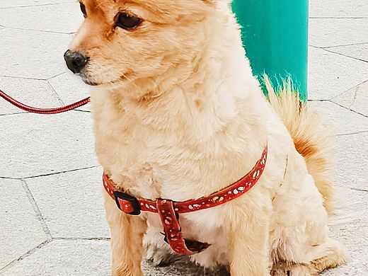 帅小狗🐶的表情包变化