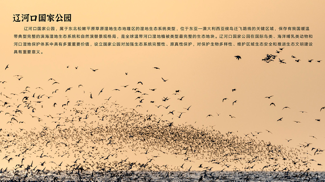 辽河口国家公园野生动物信息可视化设计
