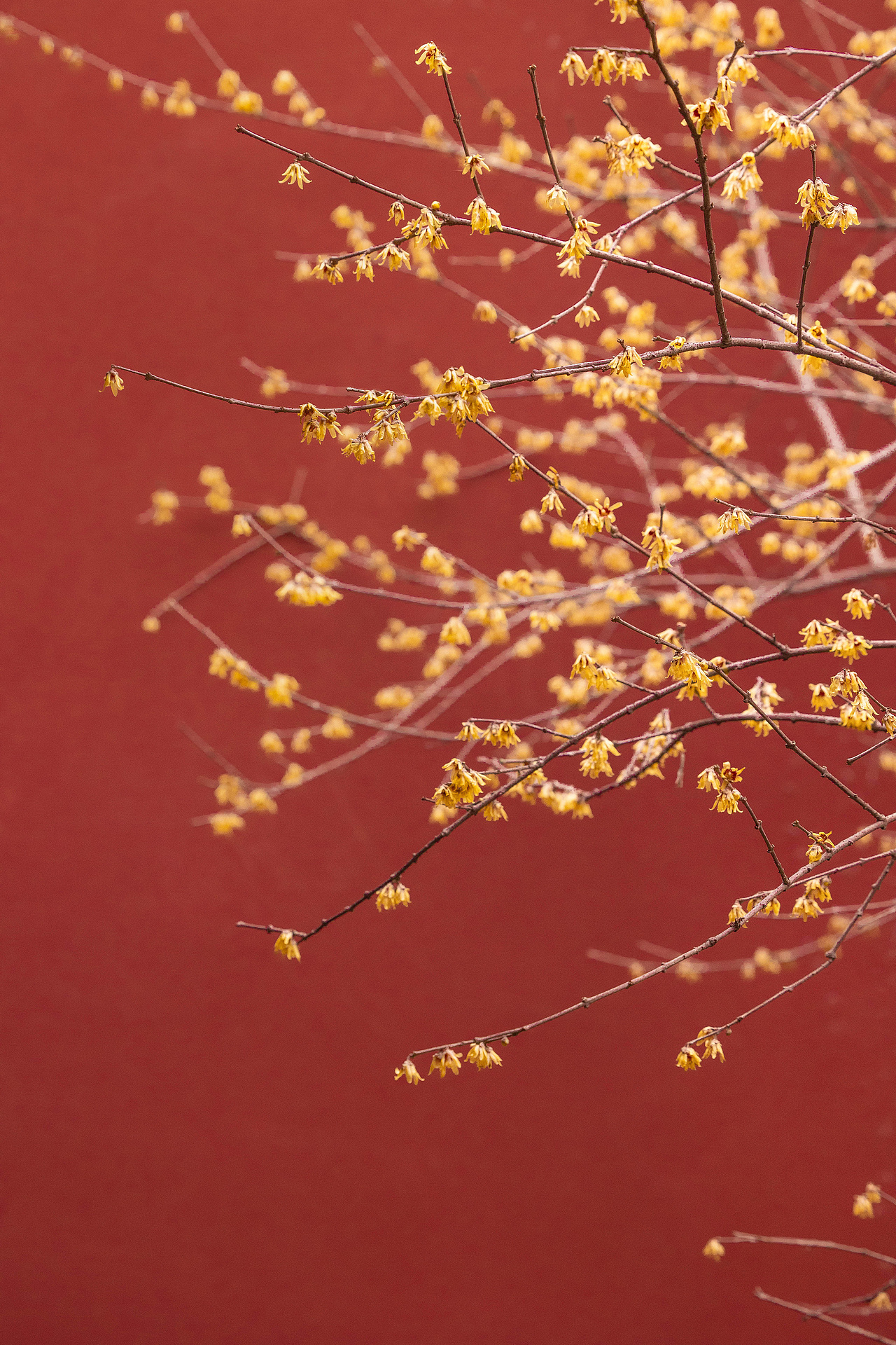 梅花香自苦寒来（图ZMzM3MDA5Mzcy） - 其他摄影 - 站酷设计师今寻本寻Kairos原创素材 - 站酷ZCOOL