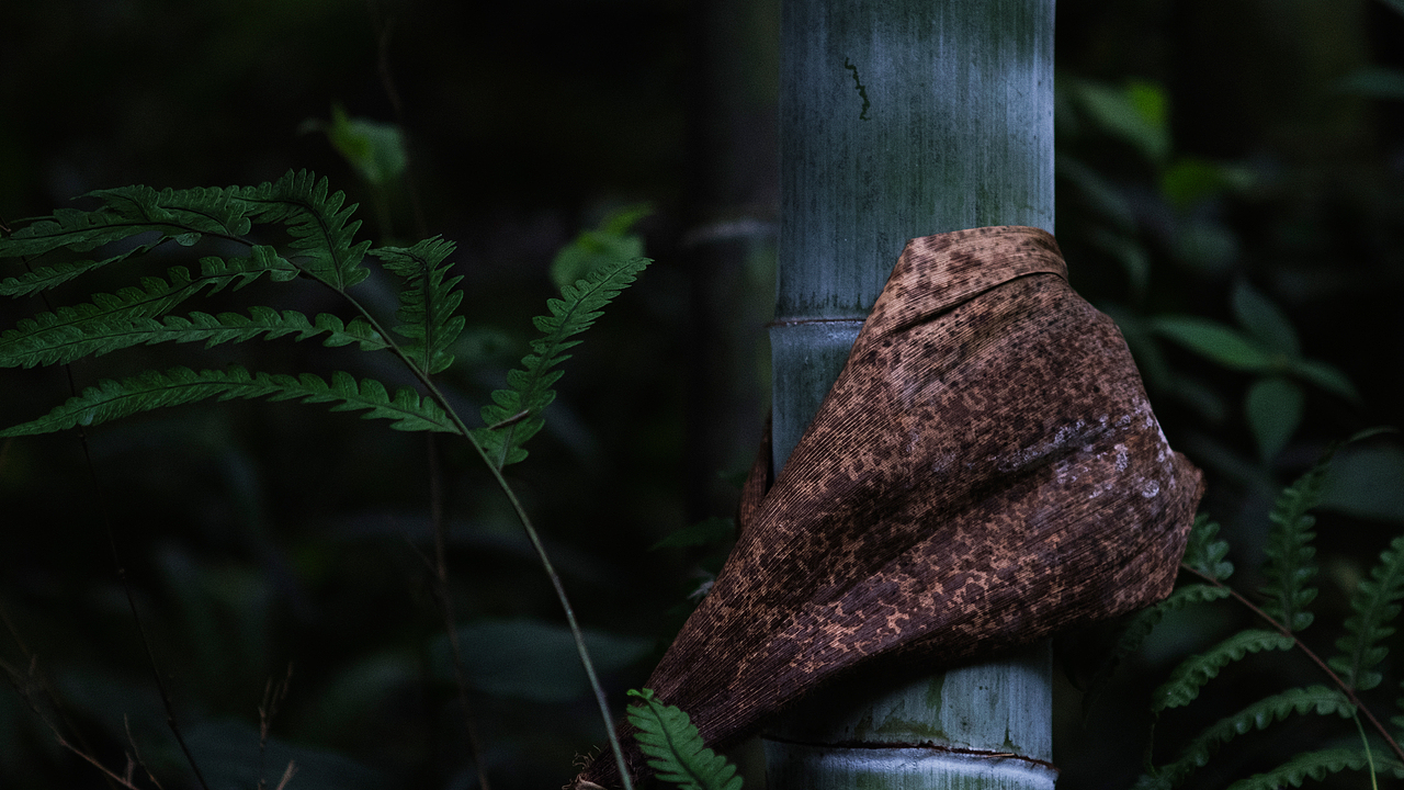 端午闲游-云栖竹径