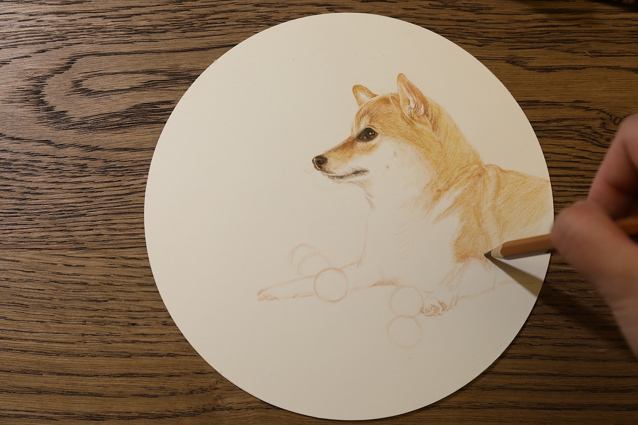 彩铅|柴犬绘画步骤|插画|商业插画|文静手绘_原创作品-站酷zcool