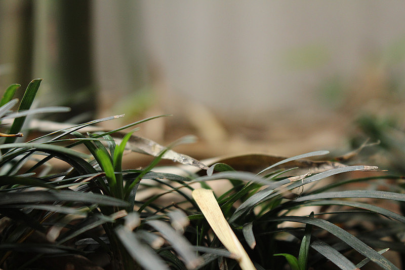 摄影风景带上自己的阳光，发现生活中的小创意