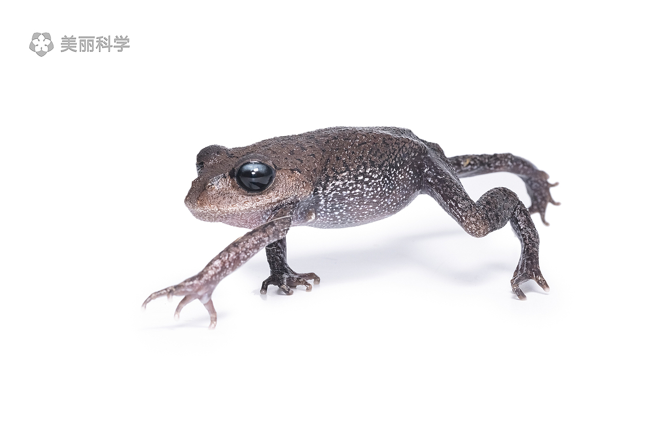 中国动物·两爬之美丨峨眉髭蟾 & 黑眼睑纤树蛙