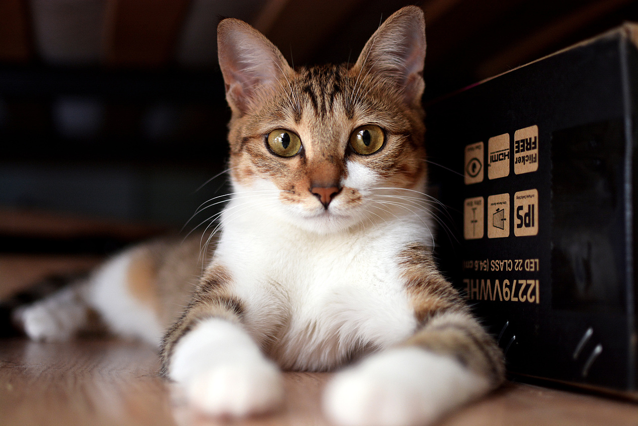 猫咪饭团和芝麻的你侬我侬