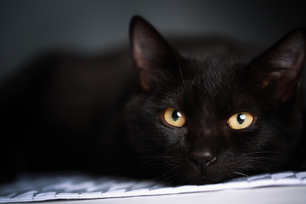 黑猫警长,随手拍摄