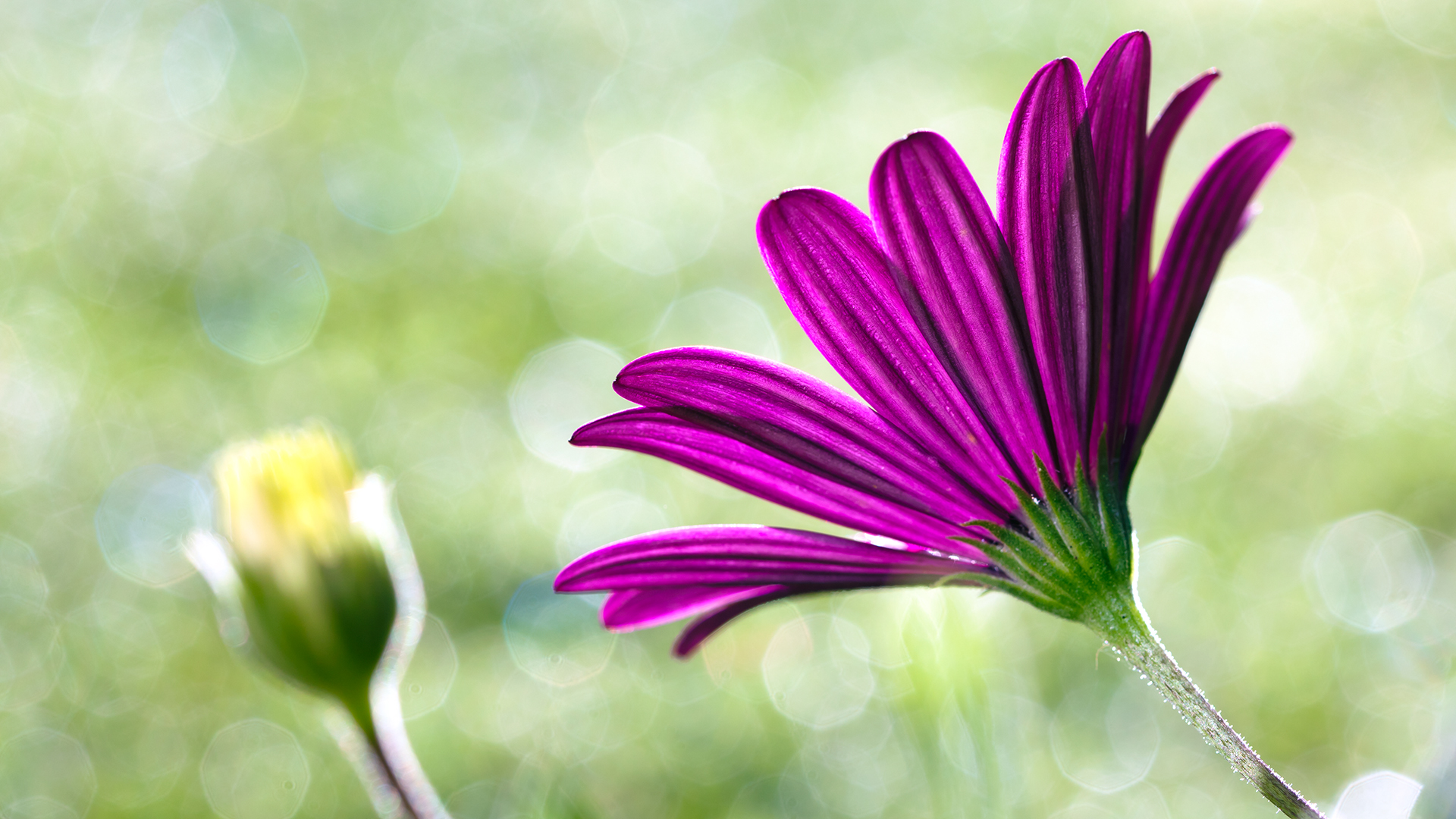 蜜妖miao的个人主页（封面预览） - 主页封面设置 - 站酷设计师蜜妖miao原创素材 - 站酷ZCOOL