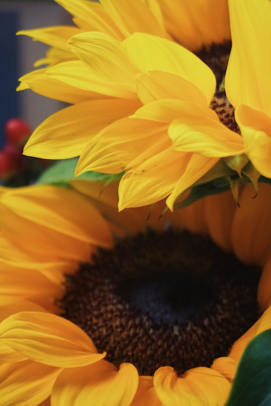 向日葵（图ZMjE1NzUxNjk2） - 产品摄影 - 站酷设计师大小傻子xin原创素材 - 站酷ZCOOL