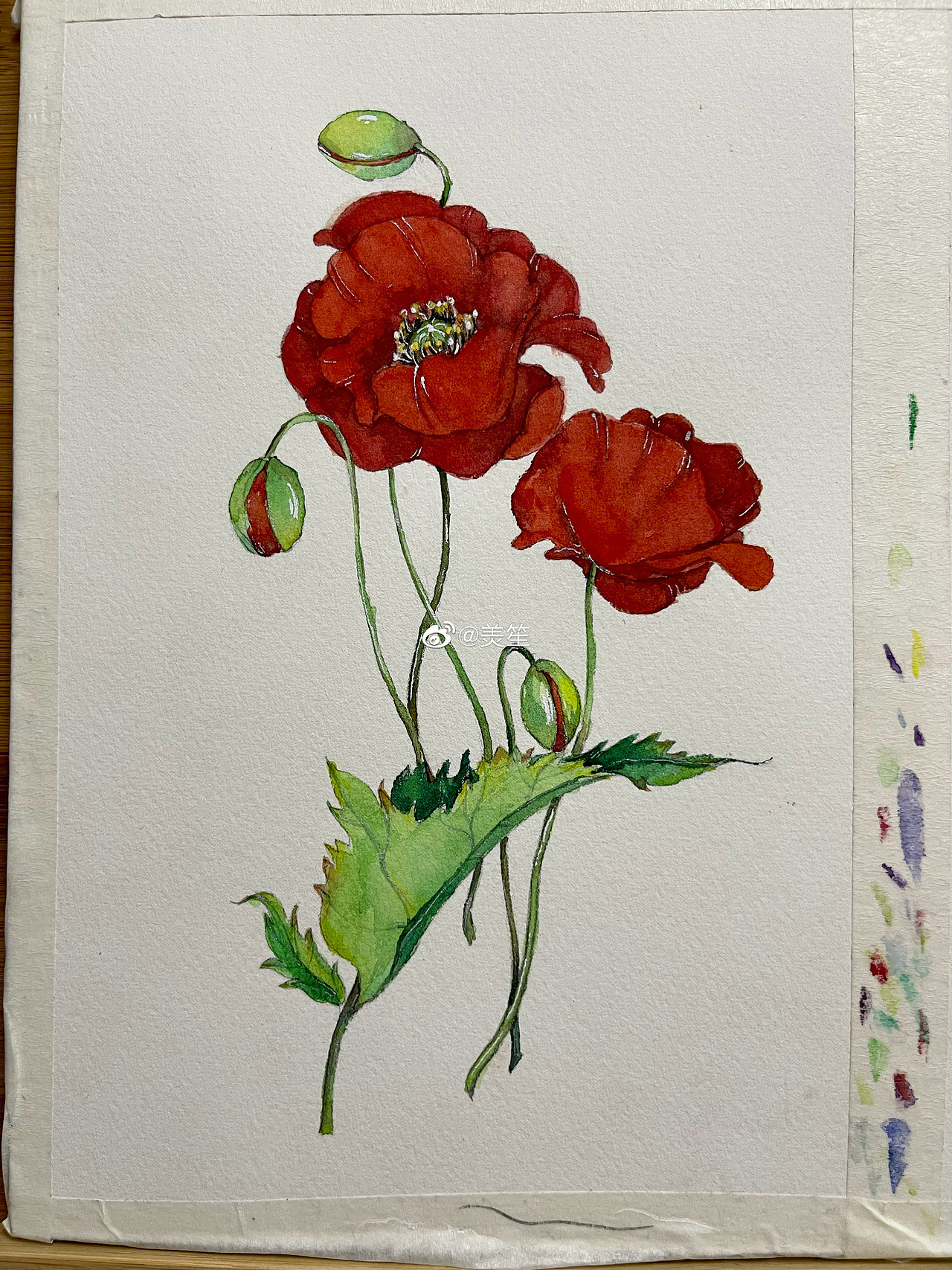 水彩临摹练习-花卉系列