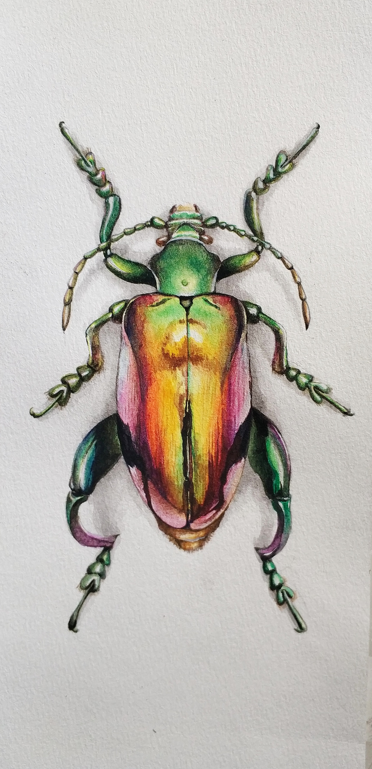 水彩甲虫