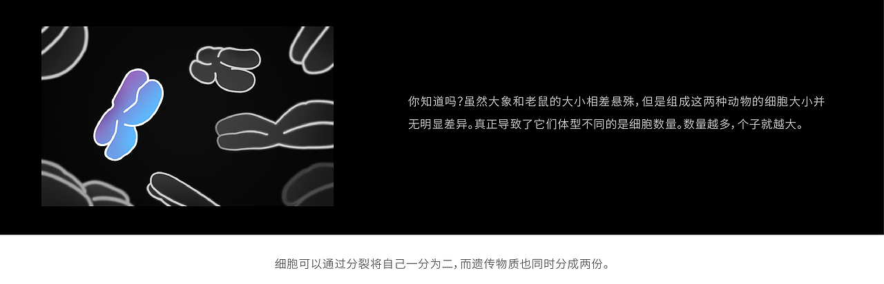 染色体毛绒布偶-biooo（图ZMTk0MDQ4Nzky） - 其他手工艺 - 站酷设计师王二出生在北京原创素材 - 站酷ZCOOL