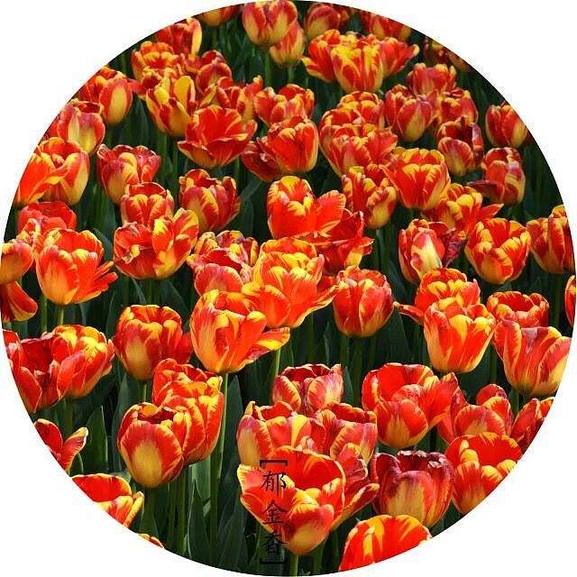 美丽的花儿看的我心花怒放（图ZMzg0NTUyMzI=） - 风光摄影 - 站酷设计师1252204415原创素材 - 站酷ZCOOL