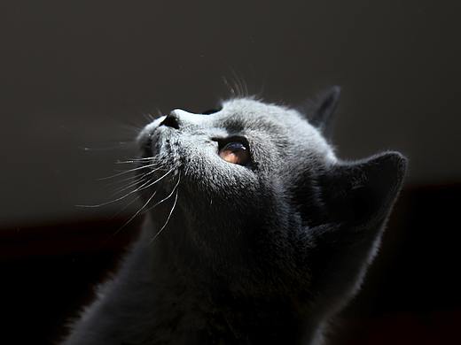 家有猫星人——《包子半岁摄影合集》（个人主页-ZMjc2ODMxNDQ=） - 宠物摄影 - 站酷设计师简_约jane原创素材 - 站酷ZCOOL