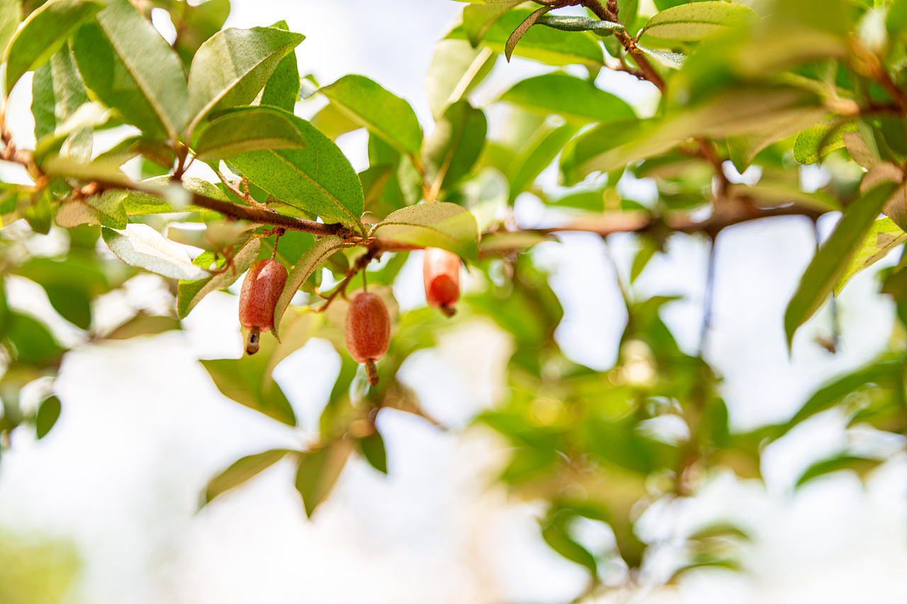 春游（图ZMjk4Mzc5ODY0） - 风光摄影 - 站酷设计师zhaohaijung原创素材 - 站酷ZCOOL