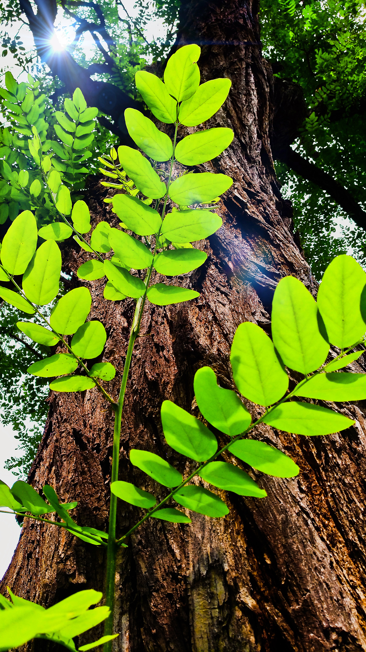 夏日槐树|摄影|环境/建筑摄影|万般刹那 - 原创作品 - 站酷 (zcool)