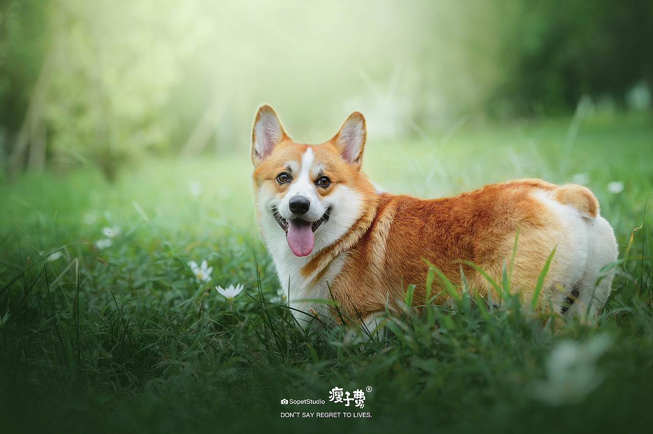 宠物摄影 | 『成都站』