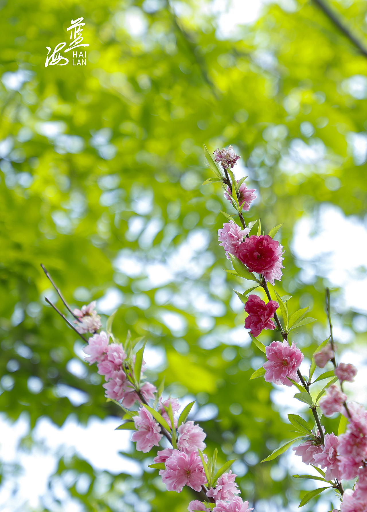 疫情终会过去，静候春暖花开（图ZMjk1NjEzMzgw） - 风光摄影 - 站酷设计师Z13172302原创素材 - 站酷ZCOOL