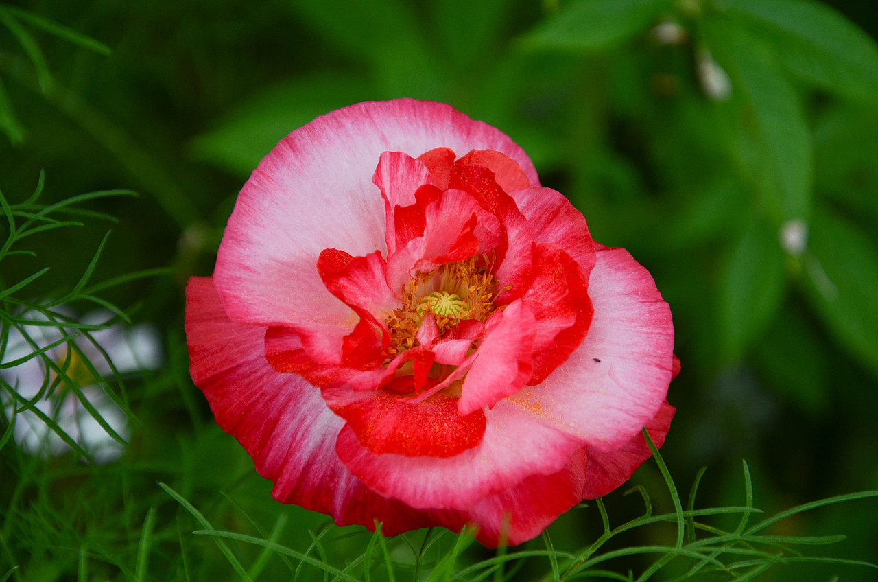 农博园微距--国庆花