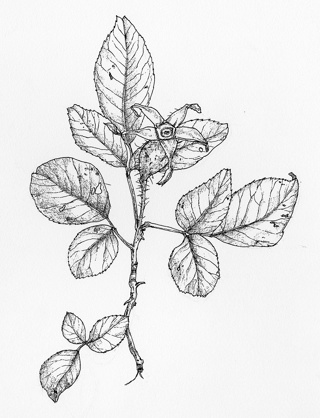 一组签字笔植物手稿