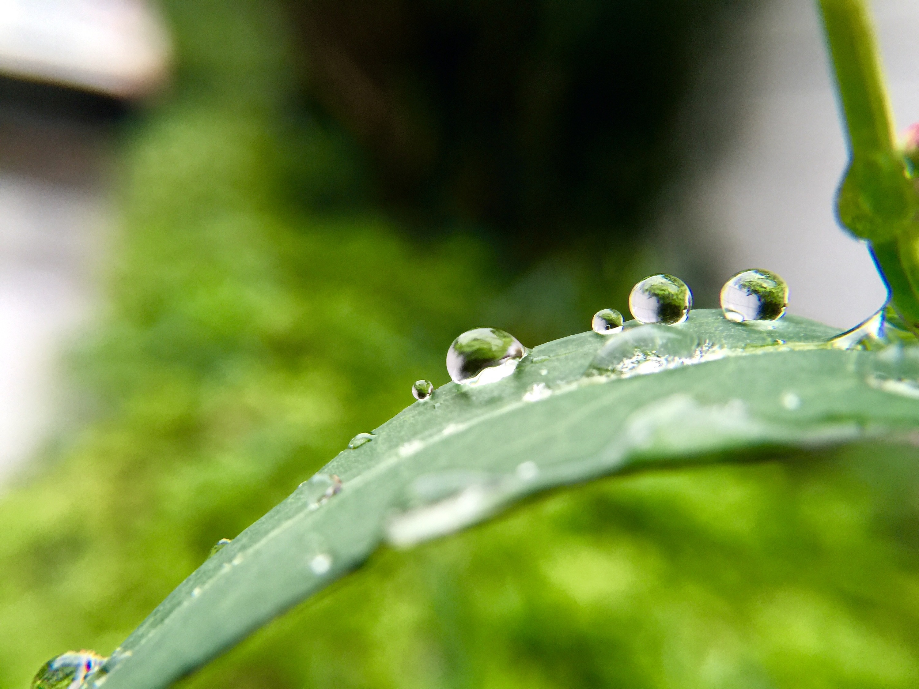匆匆那年，雨中的植物园|摄影|生态|摄影设计老师王林 - 原创作品 - 站酷 (ZCOOL)