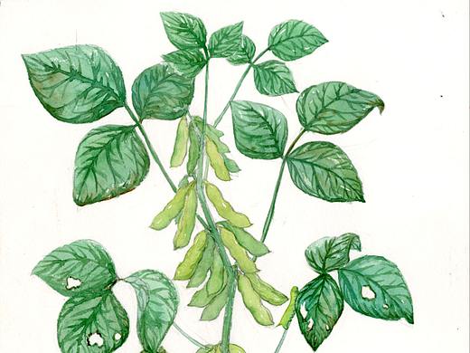 大豆植株 儿童插画 科普