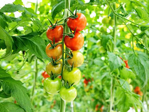 合肥水果拍照|蔬菜拍摄 