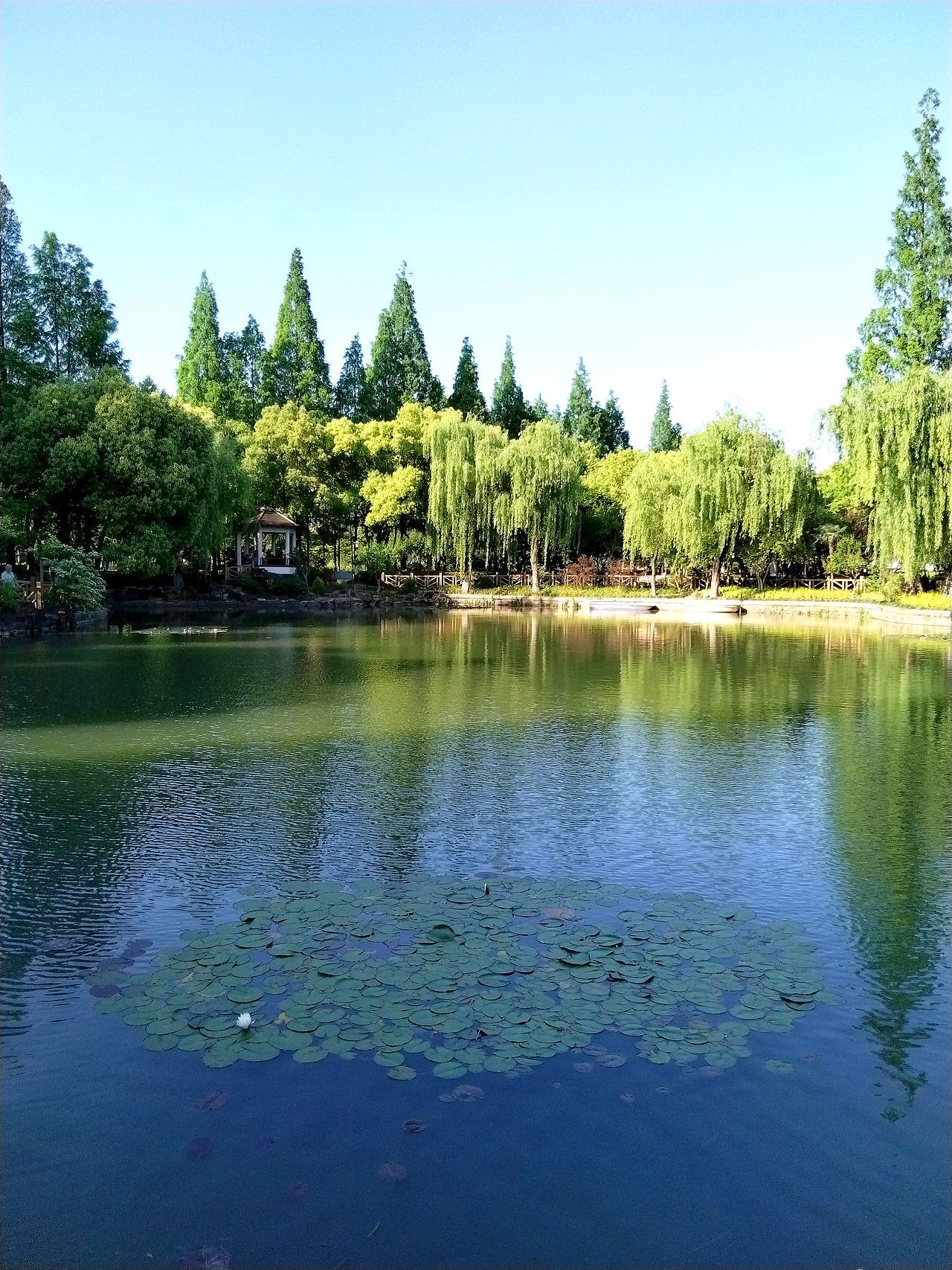 5月打卡,静安.岭南公园