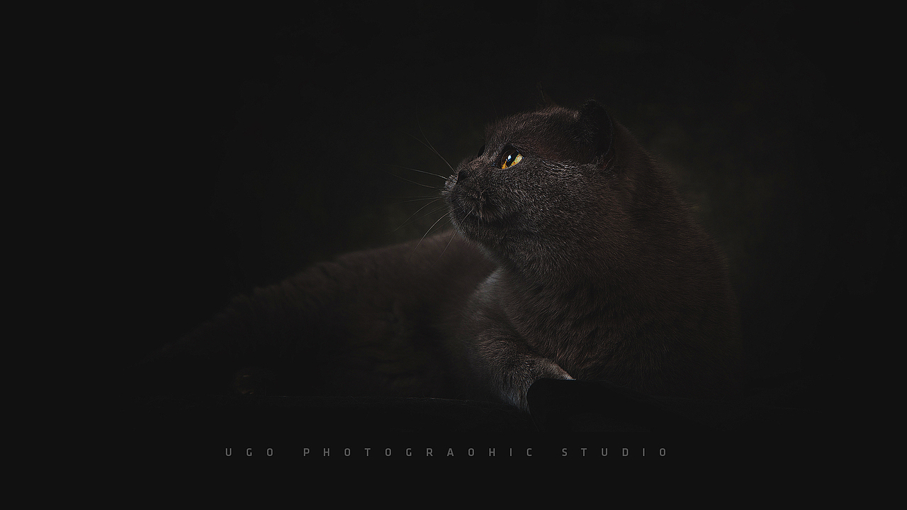 Clean【动物摄影师何某某个人作品12】