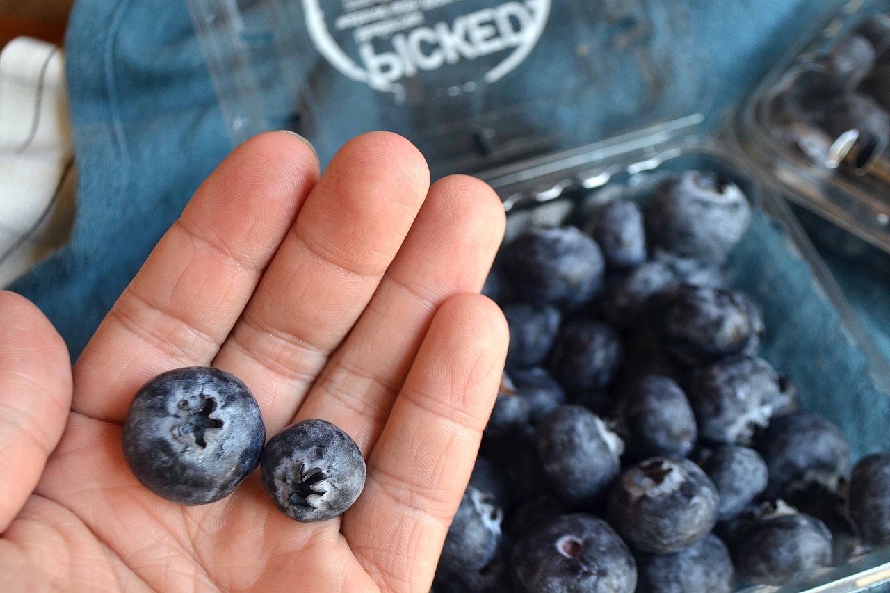 蓝莓（图ZMTkxMjc0MTY0） - 产品摄影 - 站酷设计师可畏一腔孤勇原创素材 - 站酷ZCOOL