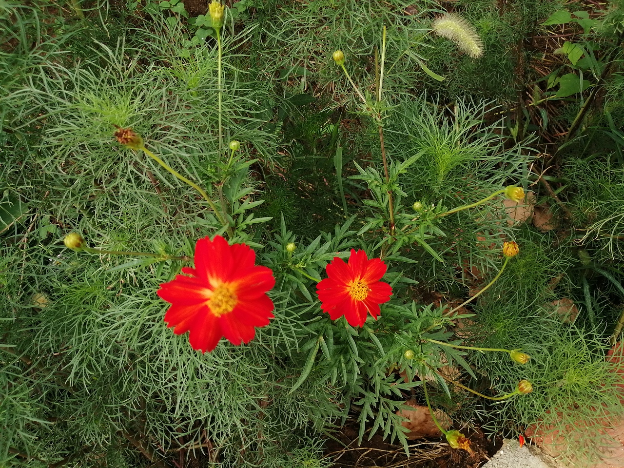 格桑花（图ZMTgxMjg1Mzg0） - 产品摄影 - 站酷设计师晓鹃原创素材 - 站酷ZCOOL