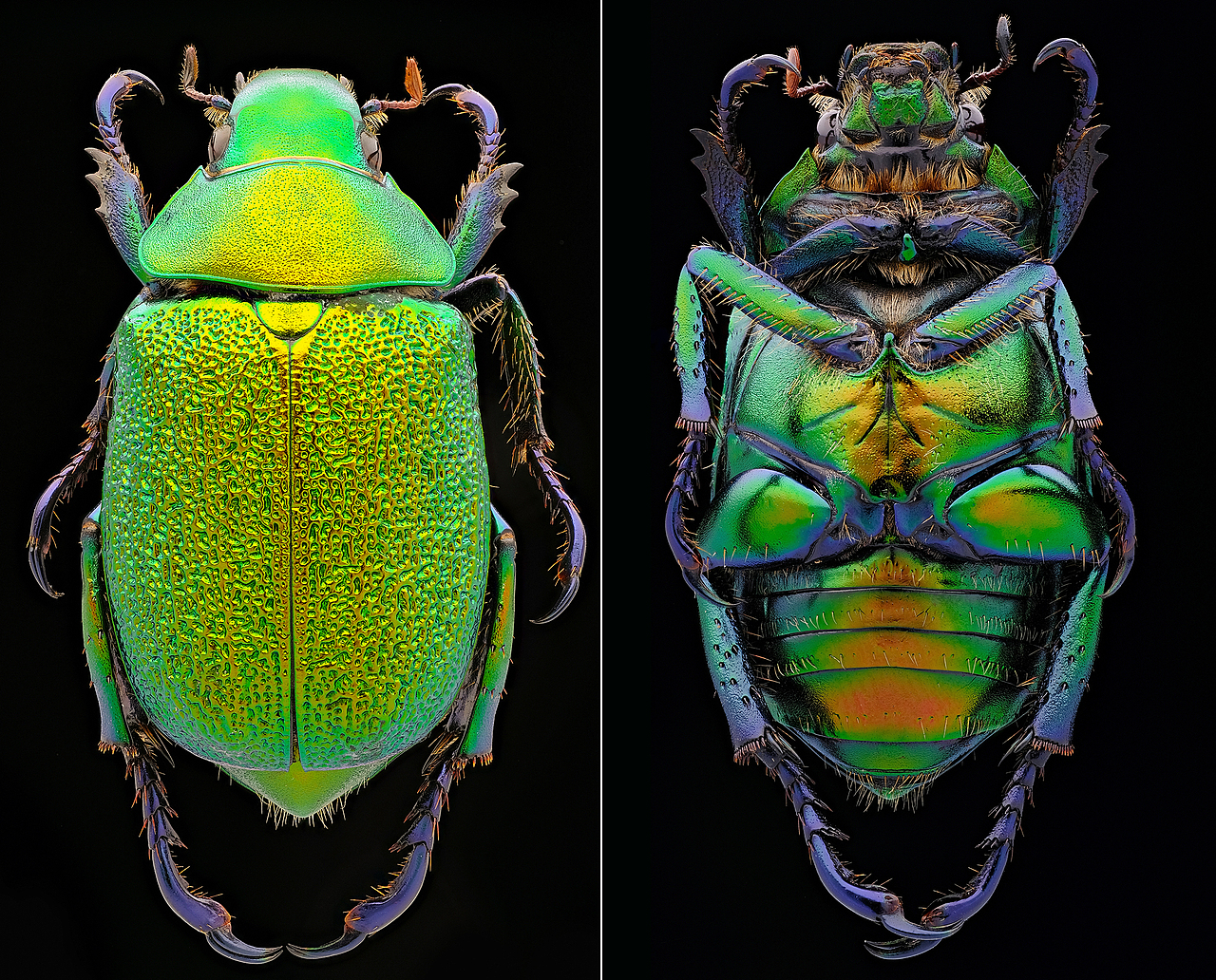 豪华太空舱-瓜哥堆叠微距摄影（图ZMjQxNDYzMDU2） - 风光摄影 - 站酷设计师瓜哥微距摄影原创素材 - 站酷ZCOOL