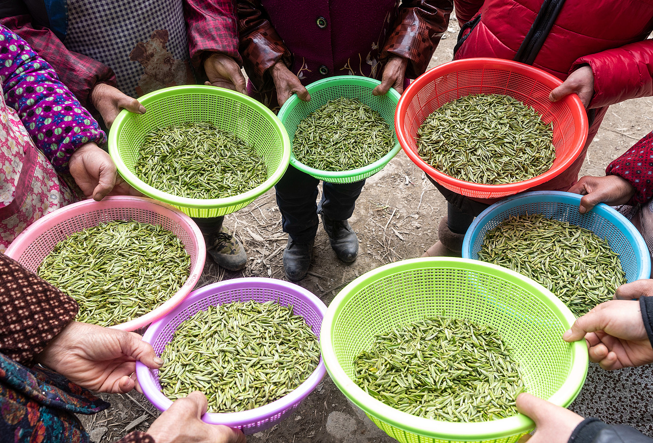 重庆南川：正月采早茶忙增收（图ZMTQ0OTk3NTUy） - 人文/纪实摄影 - 站酷设计师qmb1119原创素材 - 站酷ZCOOL