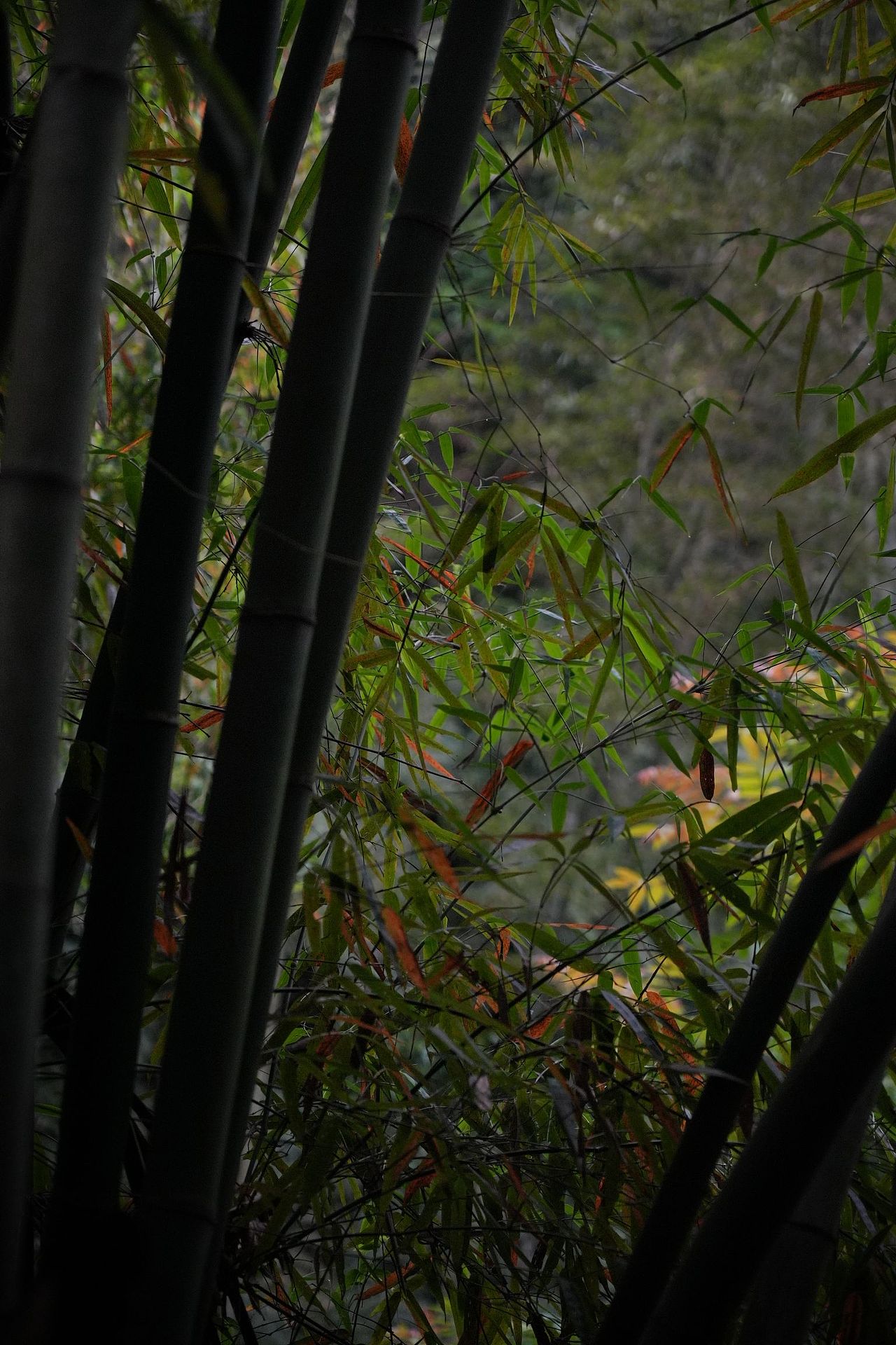 风景摄影||夏季||蜀南竹海清凉意（图ZMzY5NDE1NjY4） - 风光摄影 - 站酷设计师石芥原创素材 - 站酷ZCOOL