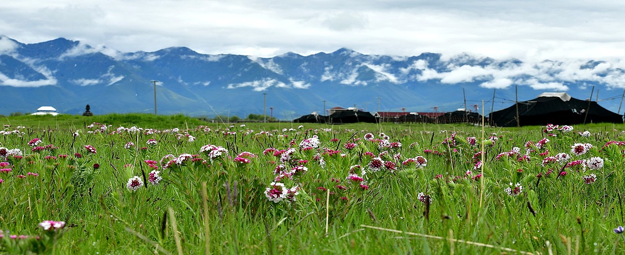 祁连山下最美的牧场