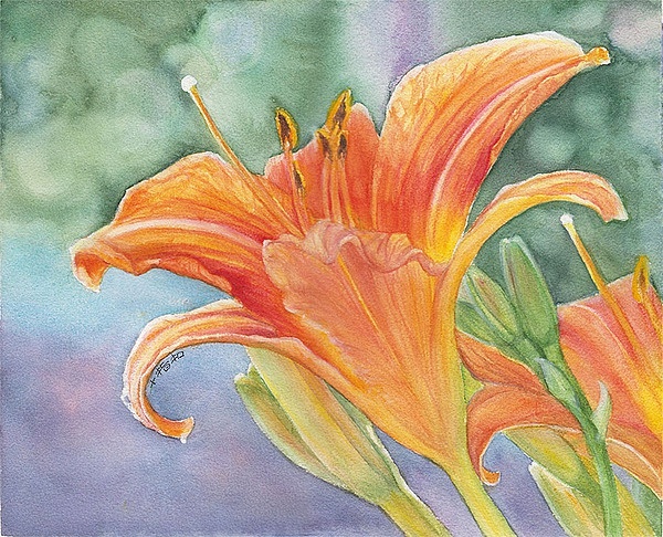 水彩萱草