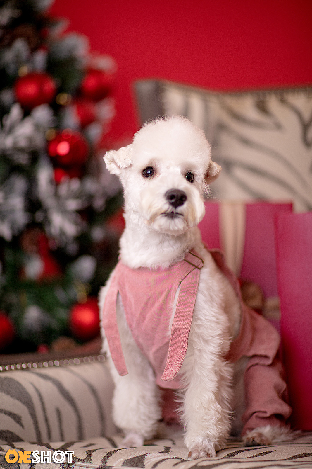 2018圣诞合集第一弹丨你的圣诞礼物又到啦!