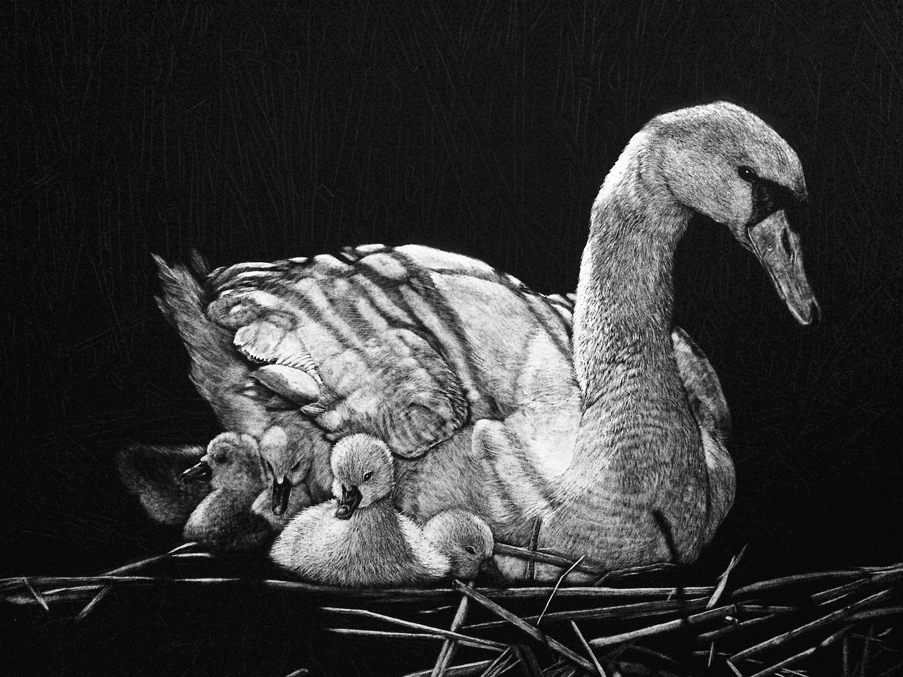 李子哥刮画作品《鹅娘》