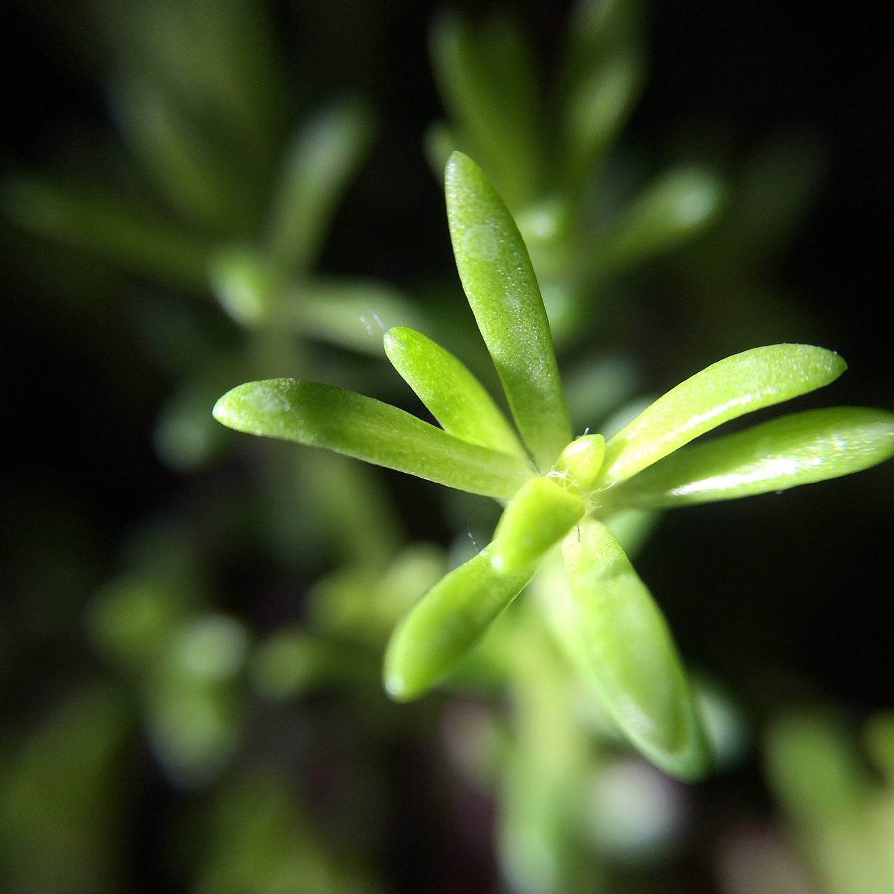 手机微距摄影作品-春日的气息