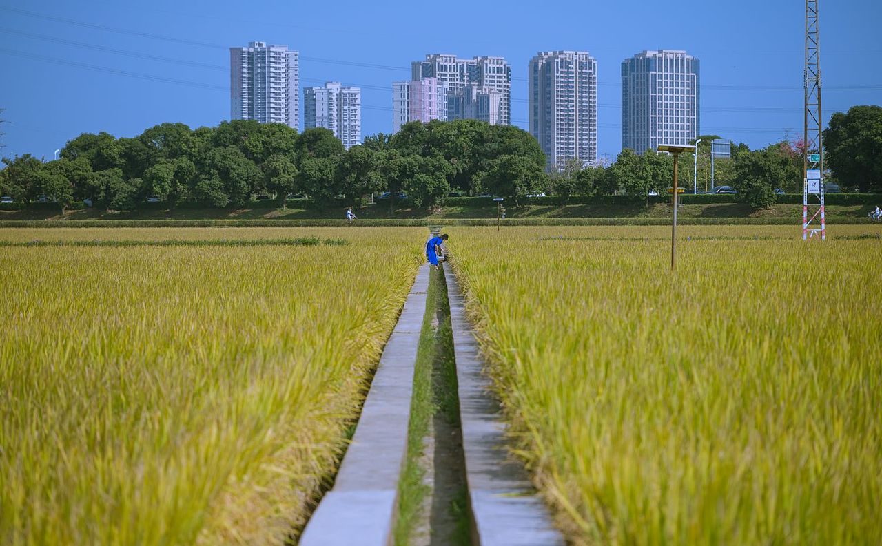 稻田