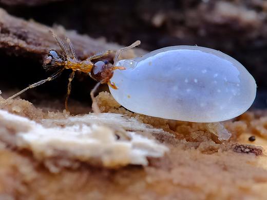 高倍镜头下的【小蚂蚁搬家】