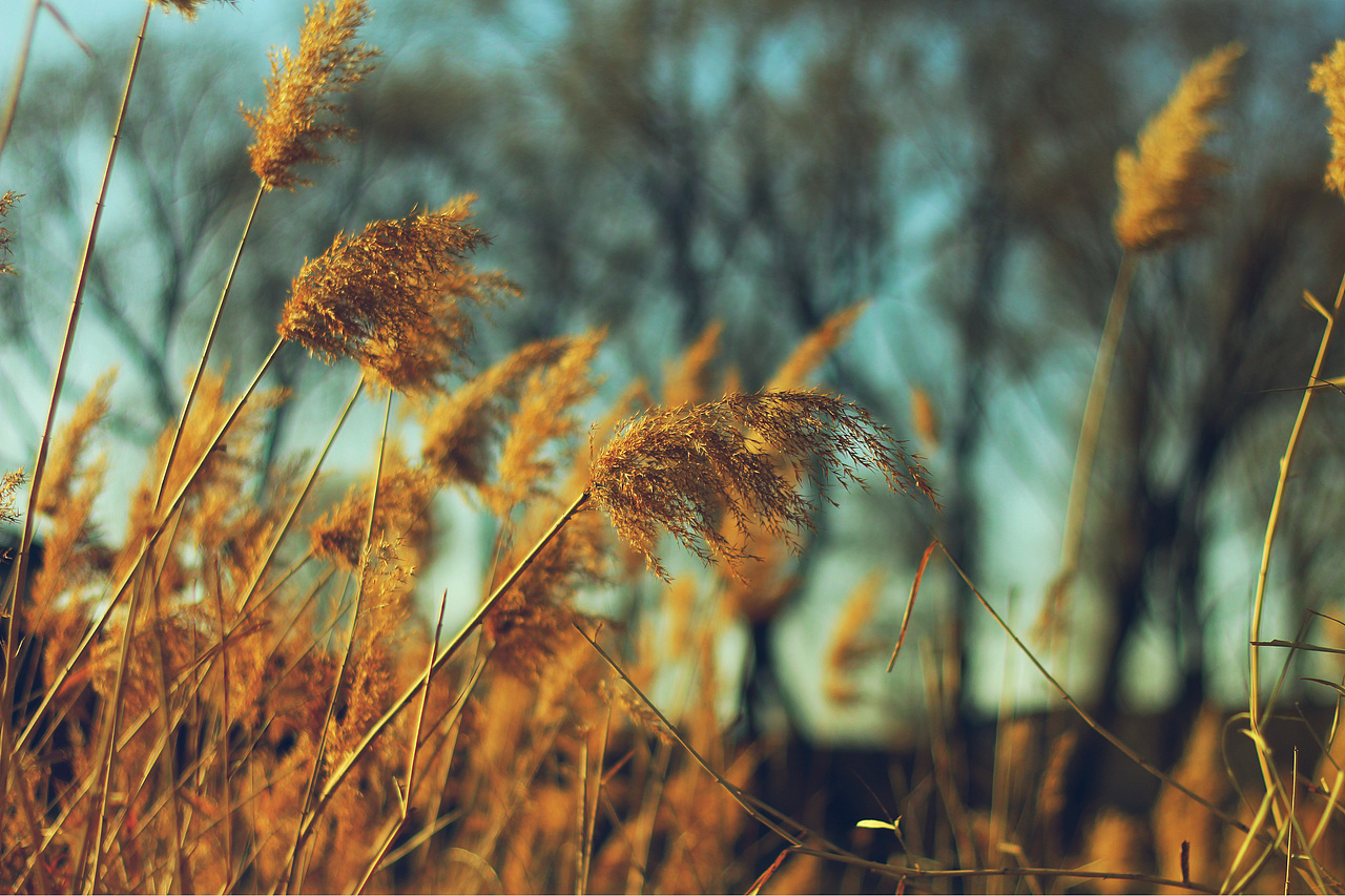 秋（图ZMTI0MjA3MTY4） - 风光摄影 - 站酷设计师ma675055787原创素材 - 站酷ZCOOL