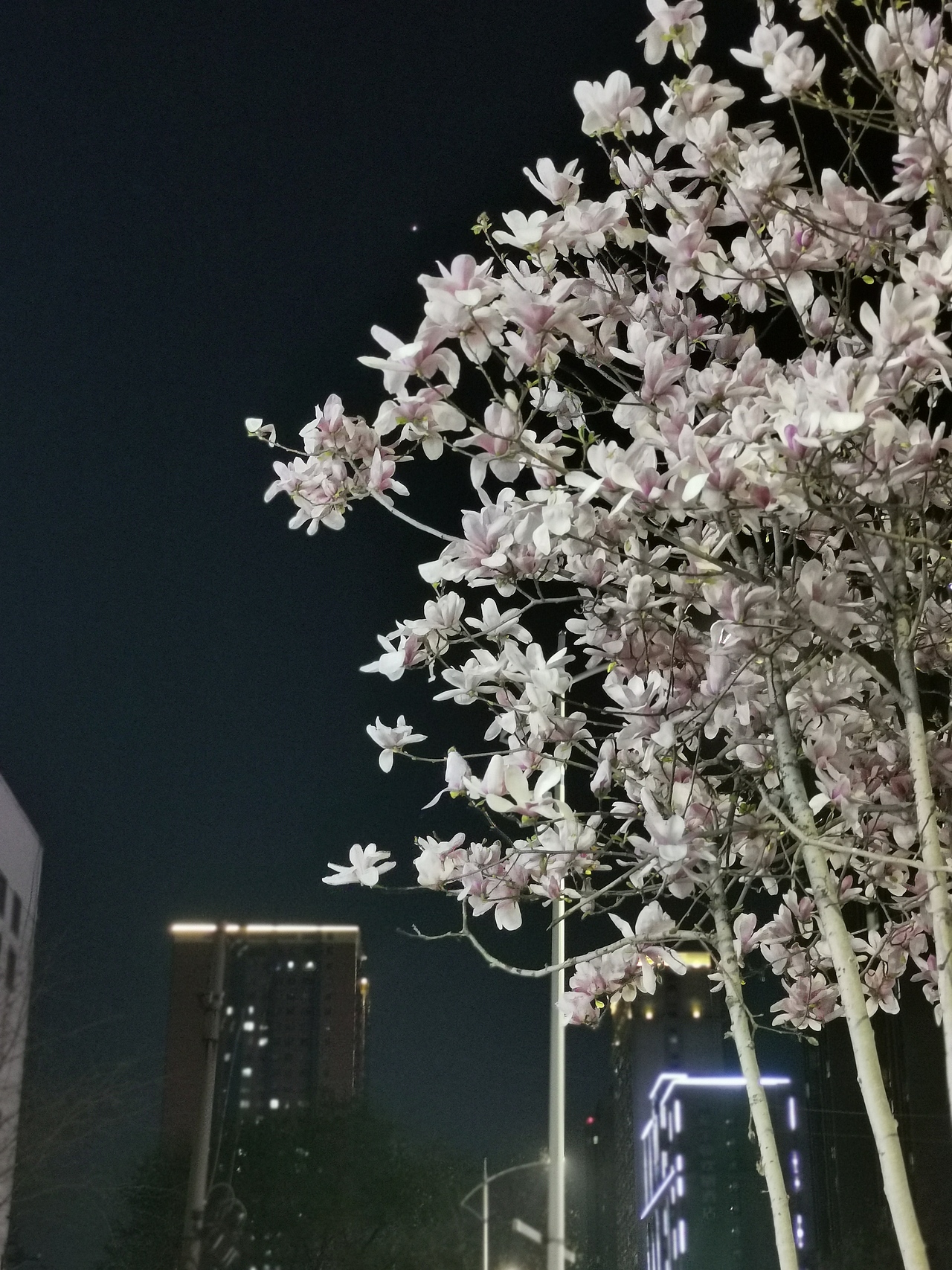 春暖花开/玉兰花/