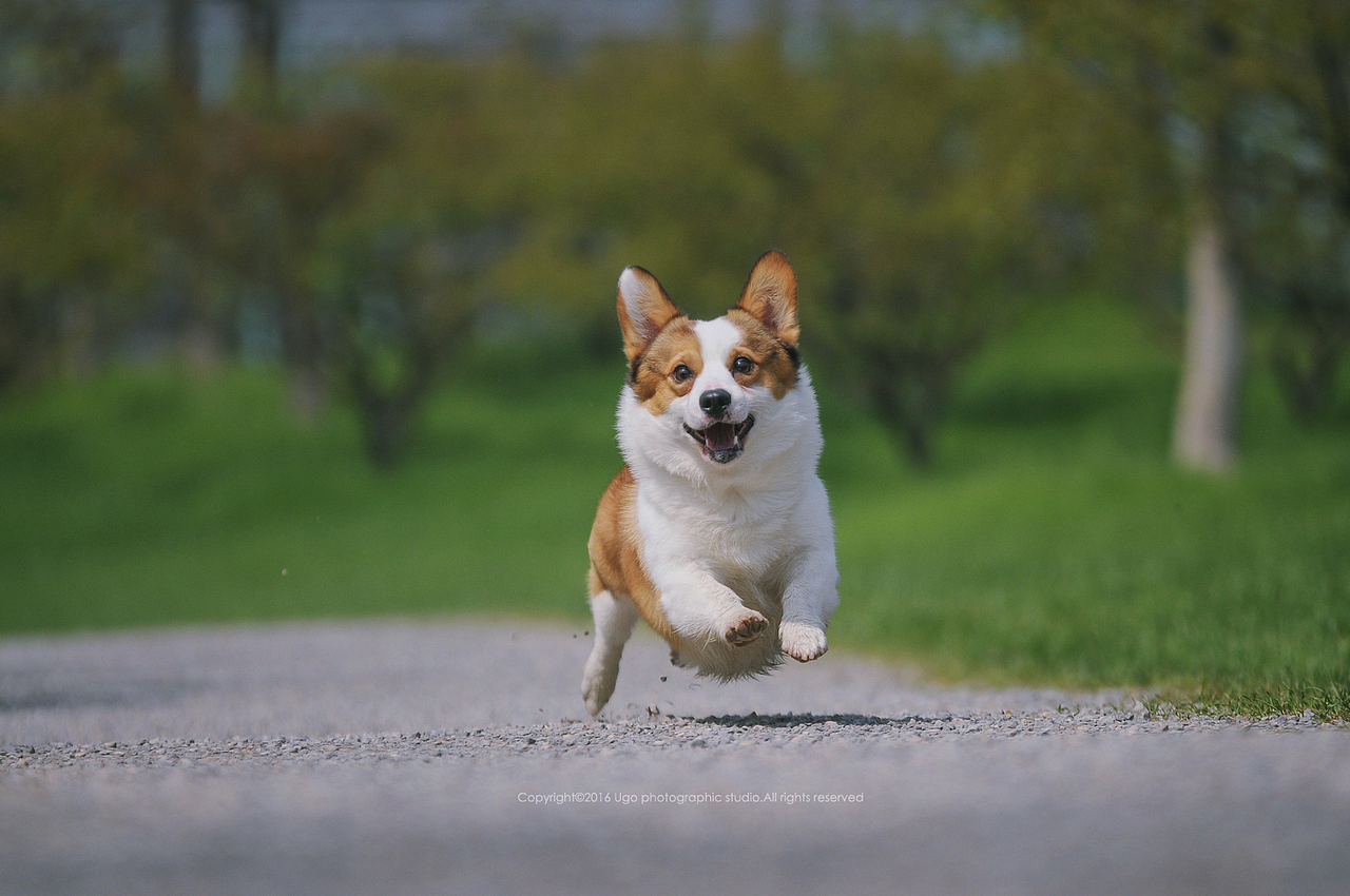 The sounds of silence【动物摄影师何某某个人作品6】（图ZNDQ2NjE2MjQ=） - 宠物摄影 - 站酷设计师超级何某某原创素材 - 站酷ZCOOL