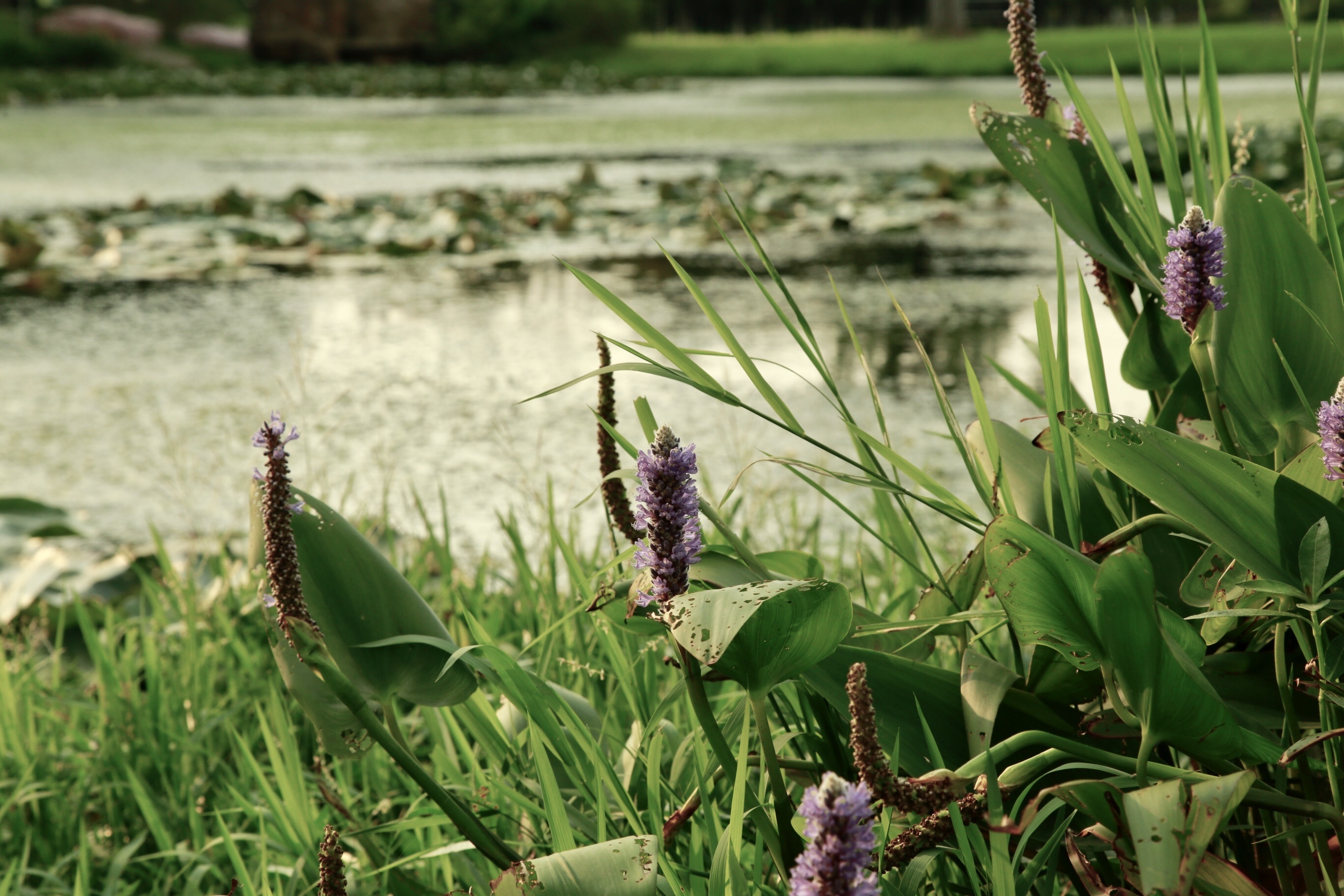 秋天也是生机勃勃的季节