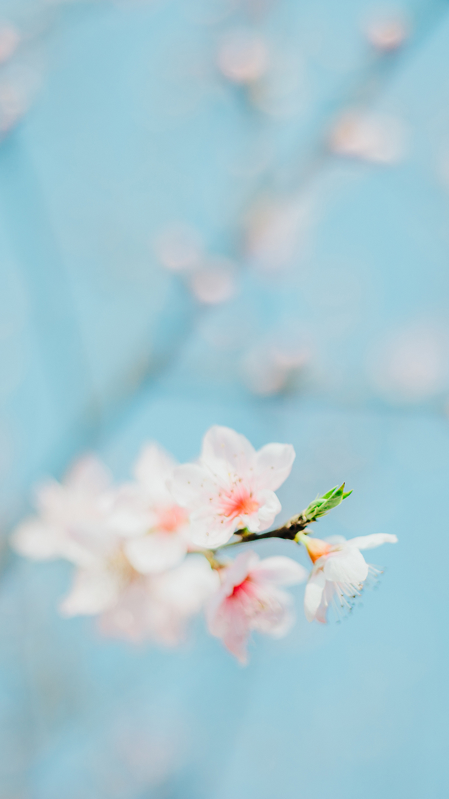 【桃之夭夭，灼灼其华】