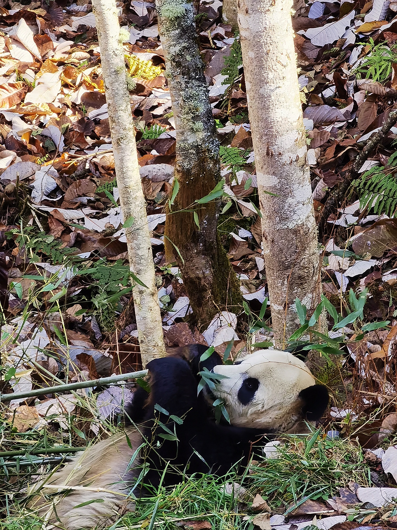 生活随拍（图ZMjc5NzA4NDY0） - 风光摄影 - 站酷设计师咸鱼设计师YY原创素材 - 站酷ZCOOL