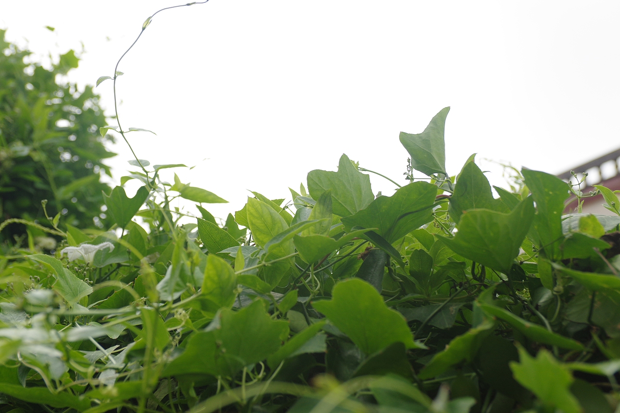 户外摄影--厦门摄影（鼓浪屿、植物园）（图ZNTc4Mzc0MjQ=） - 环境/建筑摄影 - 站酷设计师今天能喝咖啡了吗原创素材 - 站酷ZCOOL