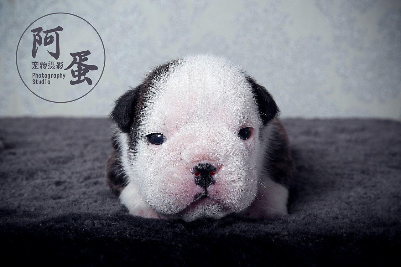 宠物摄影大美大胖和孩子们（图ZMTg2NjAzNDg4） - 其他摄影 - 站酷设计师摄影师阿j原创素材 - 站酷ZCOOL